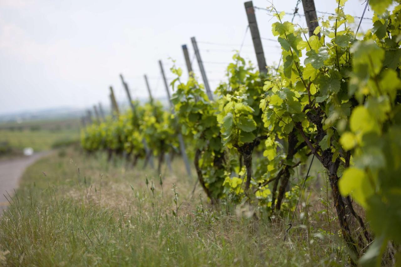 Hotel Weingut Schilling Seinsheim Zewnętrze zdjęcie
